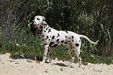 DALMATIEN 308